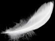 bird feather, copyright drizzd